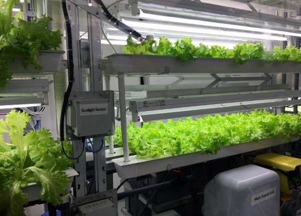 mô hình trồng rau ứng dụng công nghệ cao