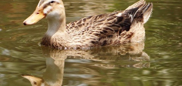 vịt cỏ vịt cỏ