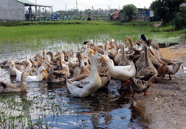 vịt cỏ vịt cỏ