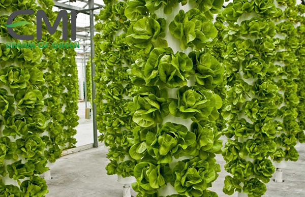 Mô hình canh tác rau khí canh