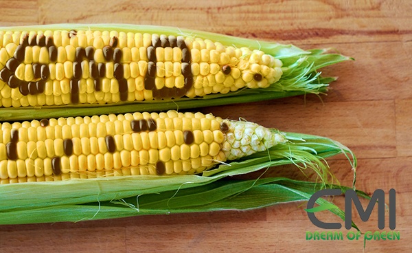 Bắp được trồng theo phương pháp GMO