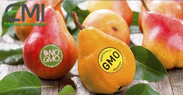 Các loại quả được trồng theo tiêu chuẩn GMO