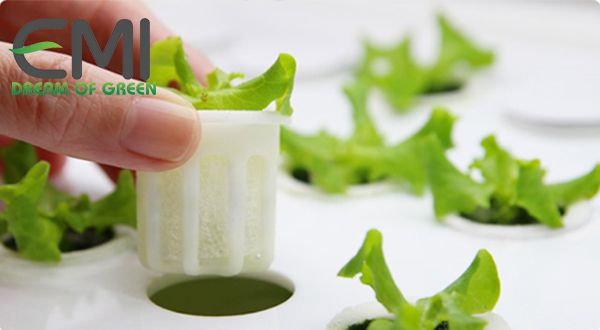 Mô hình trồng cây không cần đất Mô hình trồng cây không cần đất