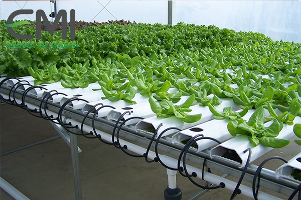 Mô hình trồng cây không cần đất Trồng cây thuỷ canh không cần đất