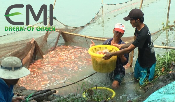 Cá diêu hồng nuôi trong ao đất
