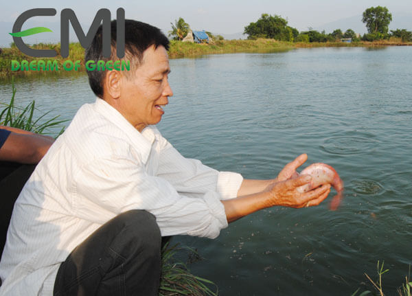 Cho cá diêu hồng ăn