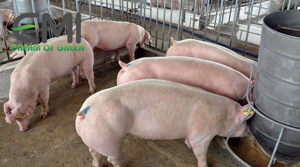 Nuôi heo theo mô hình bằng thức ăn sạch Nuôi heo theo mô hình bằng thức ăn sạch