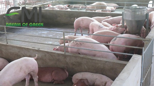 Nuôi heo theo mô hình bằng thức ăn sạch Nuôi heo theo mô hình bằng thức ăn sạch