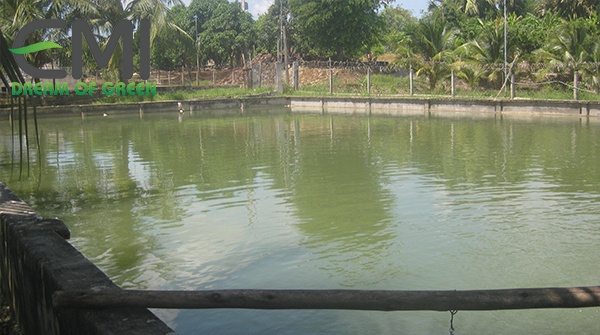 Ao nuôi cá nước ngọt
