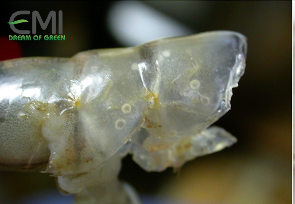 Tôm bị bệnh dóng vảy (Mảng bám)