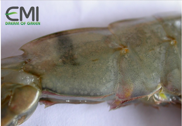 Tôm bị bệnh dóng vảy (Mảng bám) Tôm bị bệnh dóng vảy (Mảng bám)