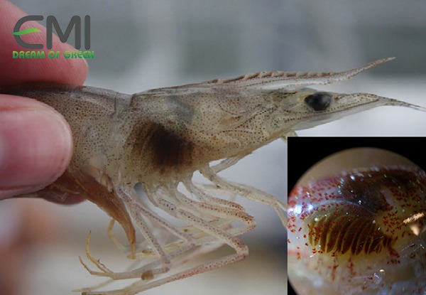 Bệnh đen mang ở tôm