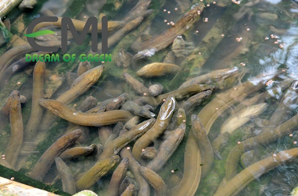 Lươn bị bệnh nấm thủy mi