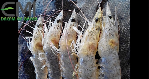 bệnh phân trắng ở tôm