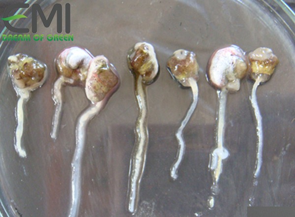 bệnh phân trắng ở tôm