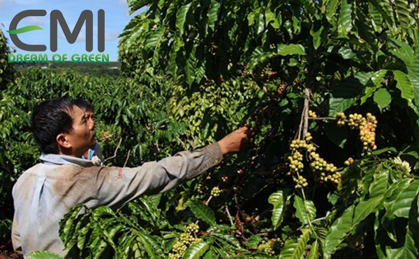 Cà phê Đắk Lắc