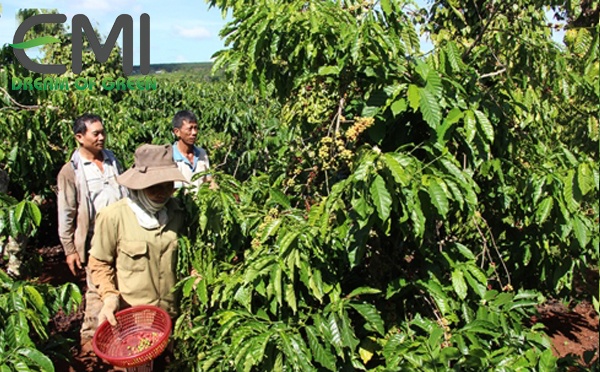 Thu hoạch cà phê ở Đắk Lắc