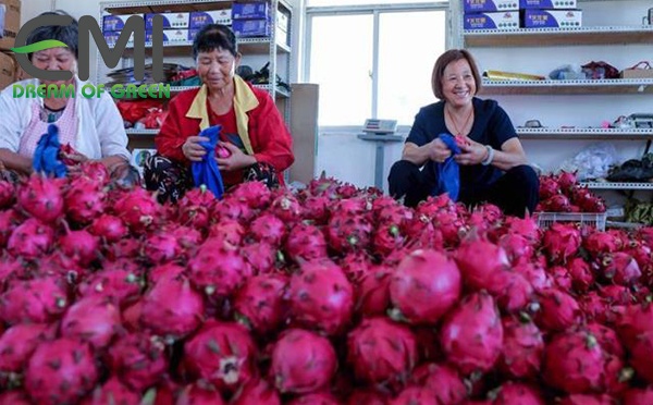 Thanh long ngày tết Thanh long ngày tết