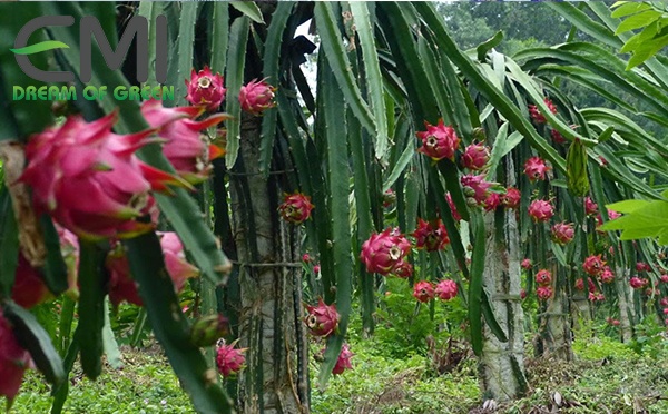 Cây thanh long  Cây thanh long