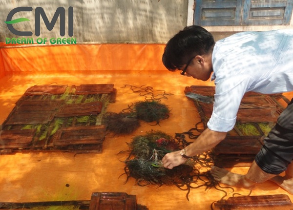 Nuôi lươn trong bể lót bạt Nuôi lươn trong bể lót bạt