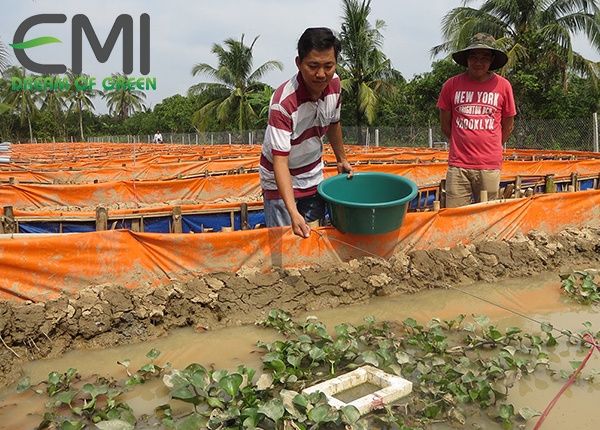 Nuôi lươn trong bể lót bạt Nuôi lươn trong bể lót bạt