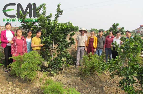 Vườn bưởi đa giống tại Hưng Công