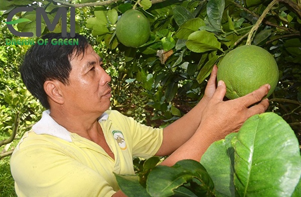 Vườn bưởi đa giống tại Hưng Công