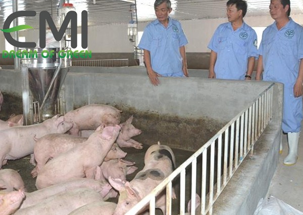 Vệ sinh thú y cho lợn