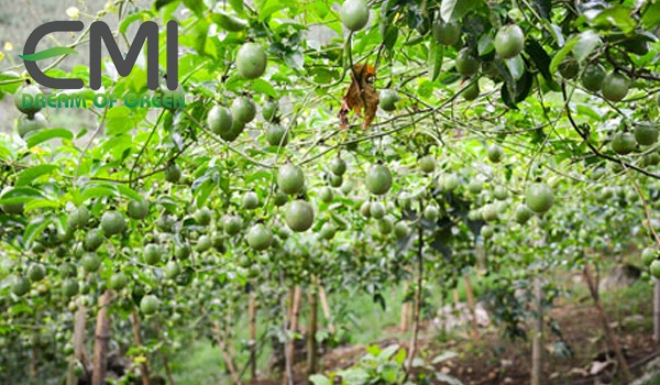 Dàn chanh leo chữ T Dàn chanh leo chữ T