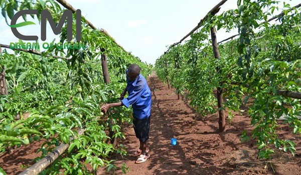 Hệ thống giàn leo chữ I
