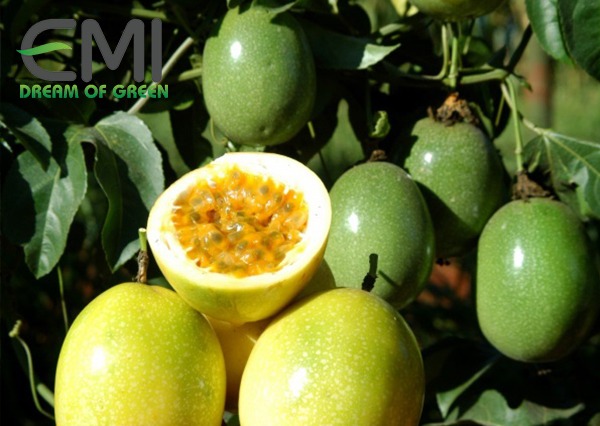 Chọn giống chanh leo