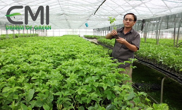 Vườn chanh leo được tuyển chọn