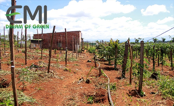 Đất trồng chanh leo là rất quan trọng Đất trồng chanh leo là rất quan trọng