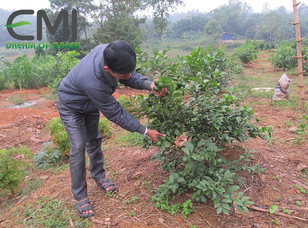 Chăm sóc kĩ càng