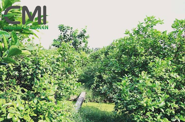 Mô hình trồng chanh đem lại thu nhập cao