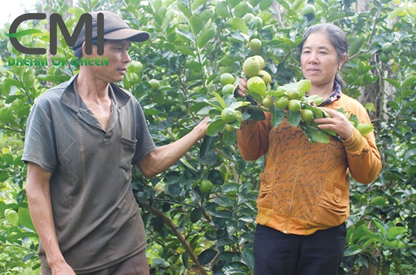 Người dân tập trung trong mùa thu hoạch