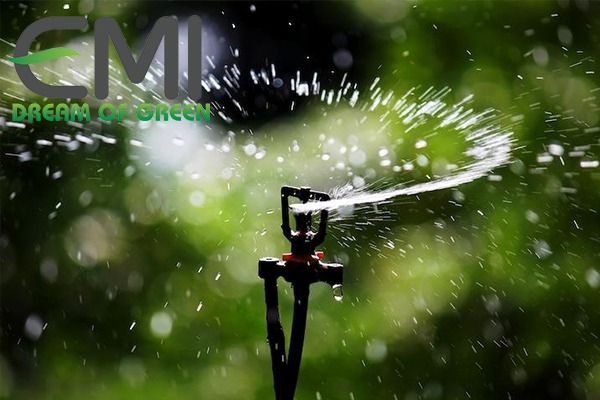Tưới chuối hiệu quả Tưới chuối hiệu quả