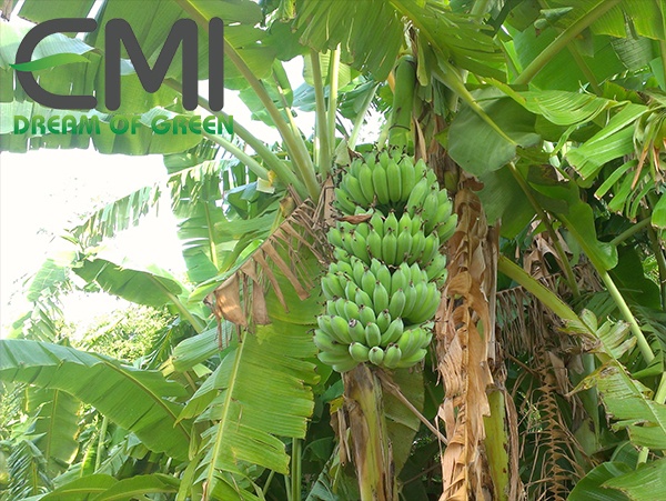 Cây chuối và giá trị dinh dưỡng Cây chuối và giá trị dinh dưỡng