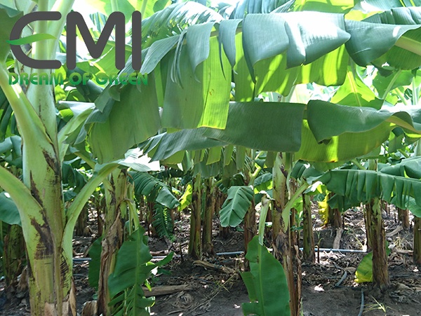 Cây chuối và giá trị dinh dưỡng Cây chuối và giá trị dinh dưỡng