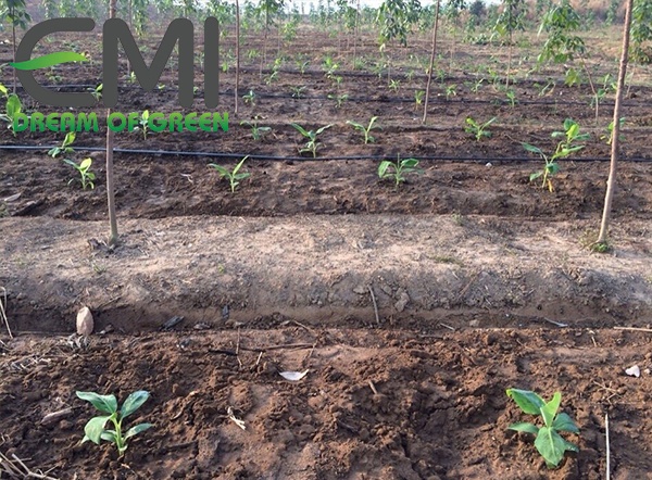 Phương pháp tưới phun mưa cho cây chuối Phương pháp tưới phun mưa cho cây chuối