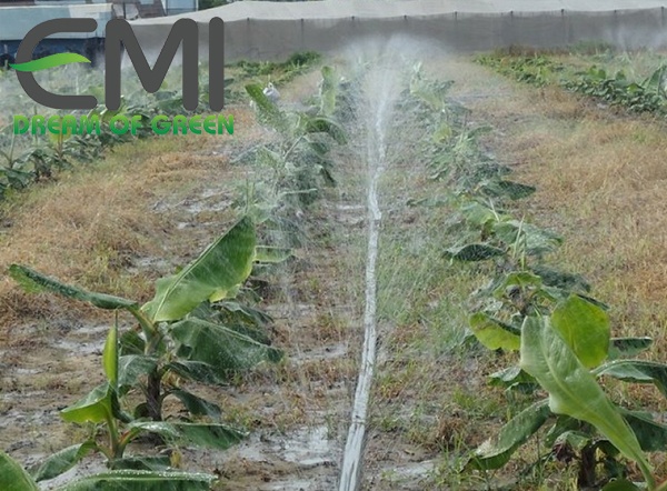 Phương pháp tưới phun mưa cho cây chuối Phương pháp tưới phun mưa cho cây chuối