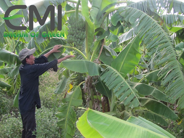 Chăm sóc cây chuối