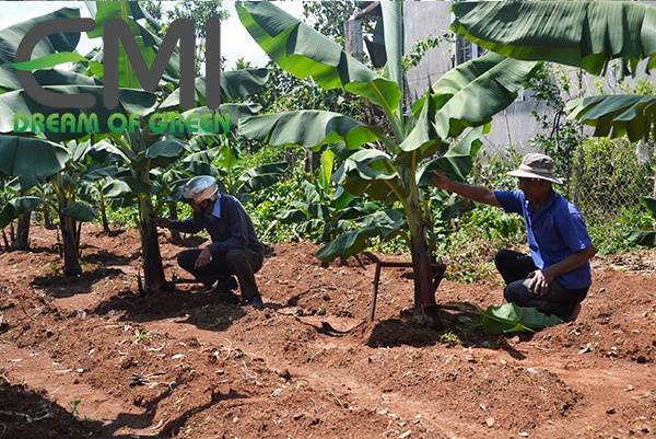 Chăm sóc cây chuối