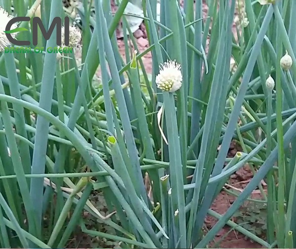 cách phòng bệnh than đen trên cây hành