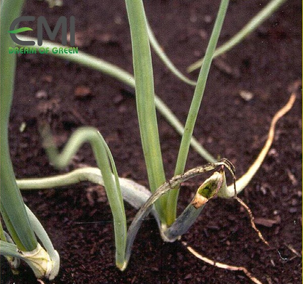Cách nhận biết bệnh thối ướt trên cây tỏi