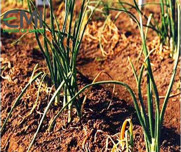 Cách nhận biết bệnh thối ướt trên cây tỏi (2)