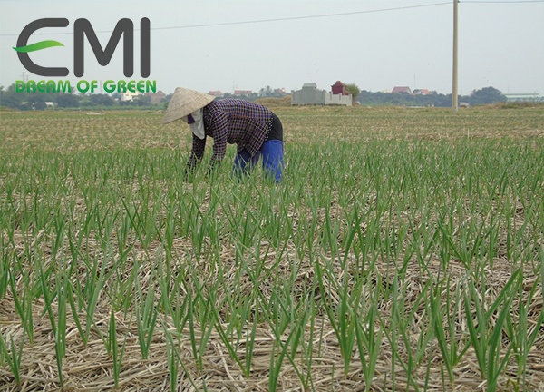 Bón phân và chăm sóc và thu hoạch tỏi