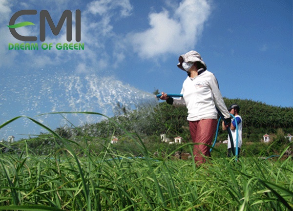 Bón phân và chăm sóc và thu hoạch tỏi