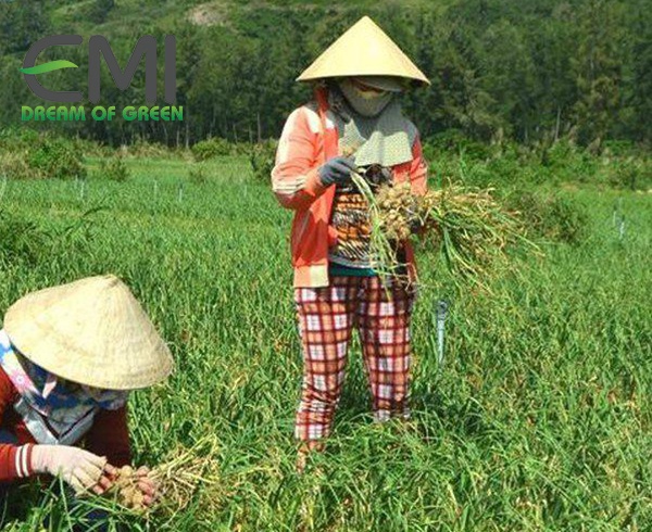 thu hoạch đúng cách phòng bệnh thối ướt trên cây tỏi