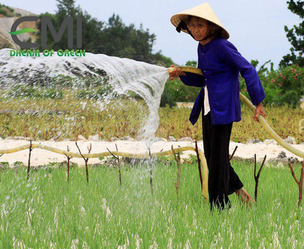 tưới nước đúng cách phòng trị bệnh thối ướt
